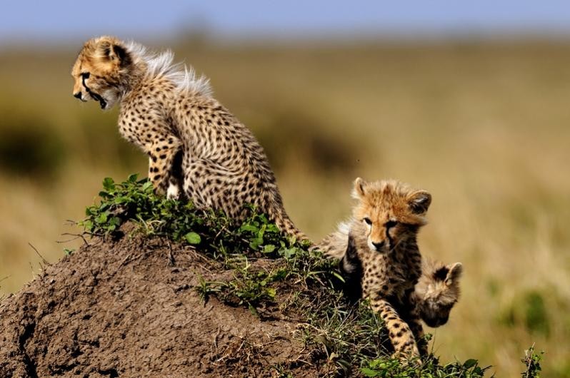 découvrez le développement du guépard, un animal fascinant et emblématique de la savane. apprenez-en plus sur son habitat, ses caractéristiques uniques et les efforts de conservation pour préserver cette espèce en danger.