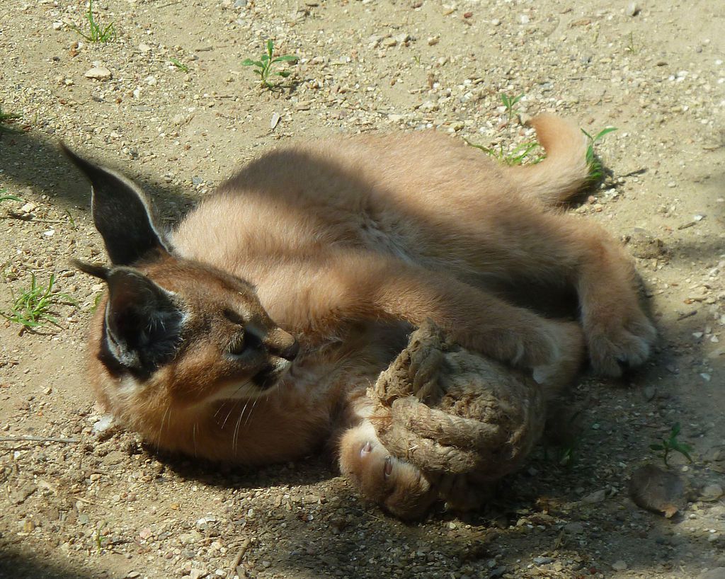 découvrez le caracal, un fascinant félin sauvage, et son habitat unique entre la france et le maroc. explorez ses caractéristiques, son comportement et les efforts de conservation qui l'entourent.