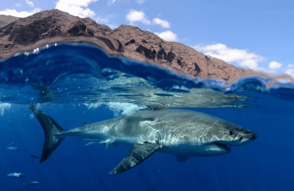 découvrez le revêtement requin de japan airlines, alliant design innovant et performances optimales pour offrir une expérience de vol unique. plongez dans l'univers aérien japonais avec des matériaux inspirés de la nature.